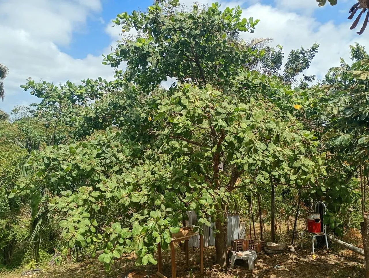 VENDO MEU TERRENO  - Foto 3