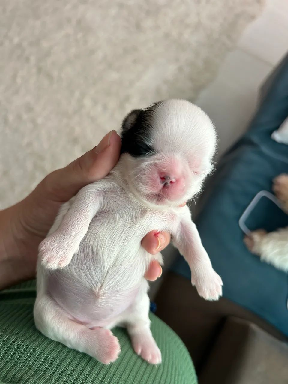 Cachorro