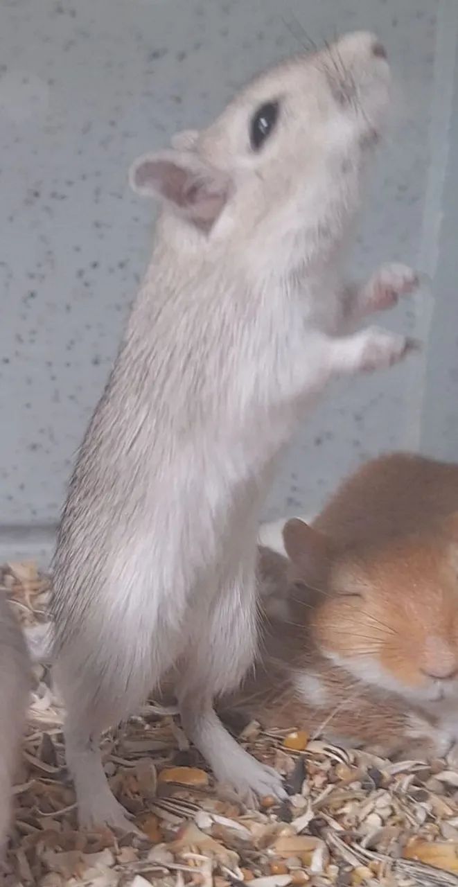 Esquilo-da-mongólia, gerbil - Foto 2