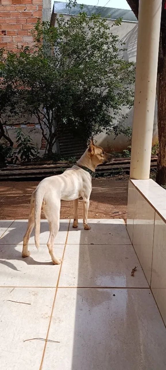 Doa - se um cachorro