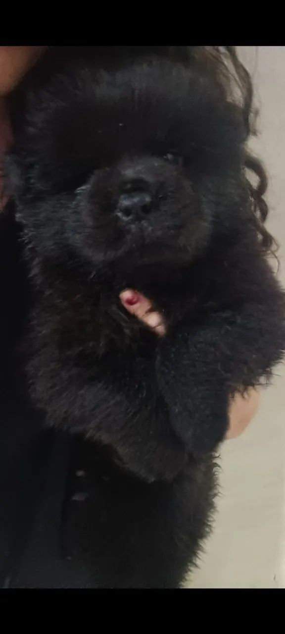 Filhote Chow Chow  - Foto 3