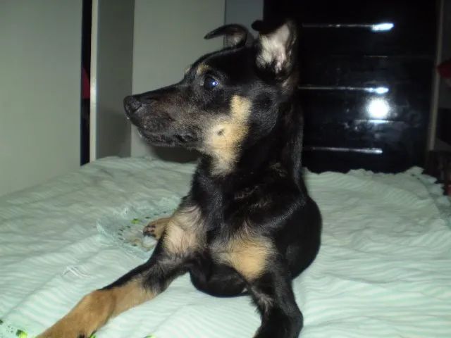 Filhote macho  - Foto 3