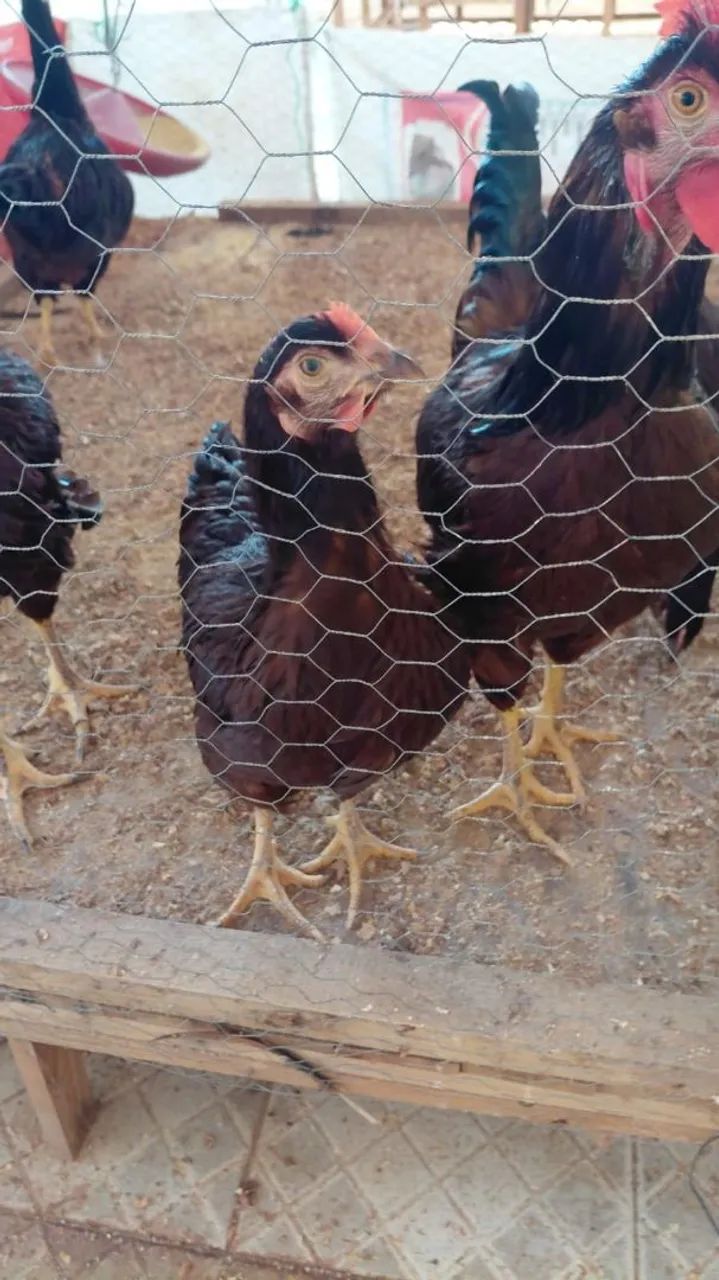 Frangos Rhode insland Red - Foto 2