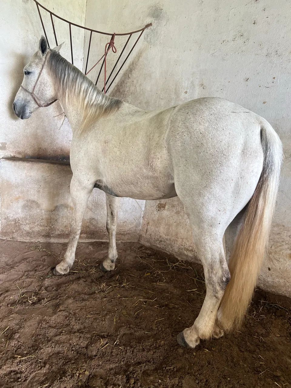 Animais para agropecuária  - Foto 3
