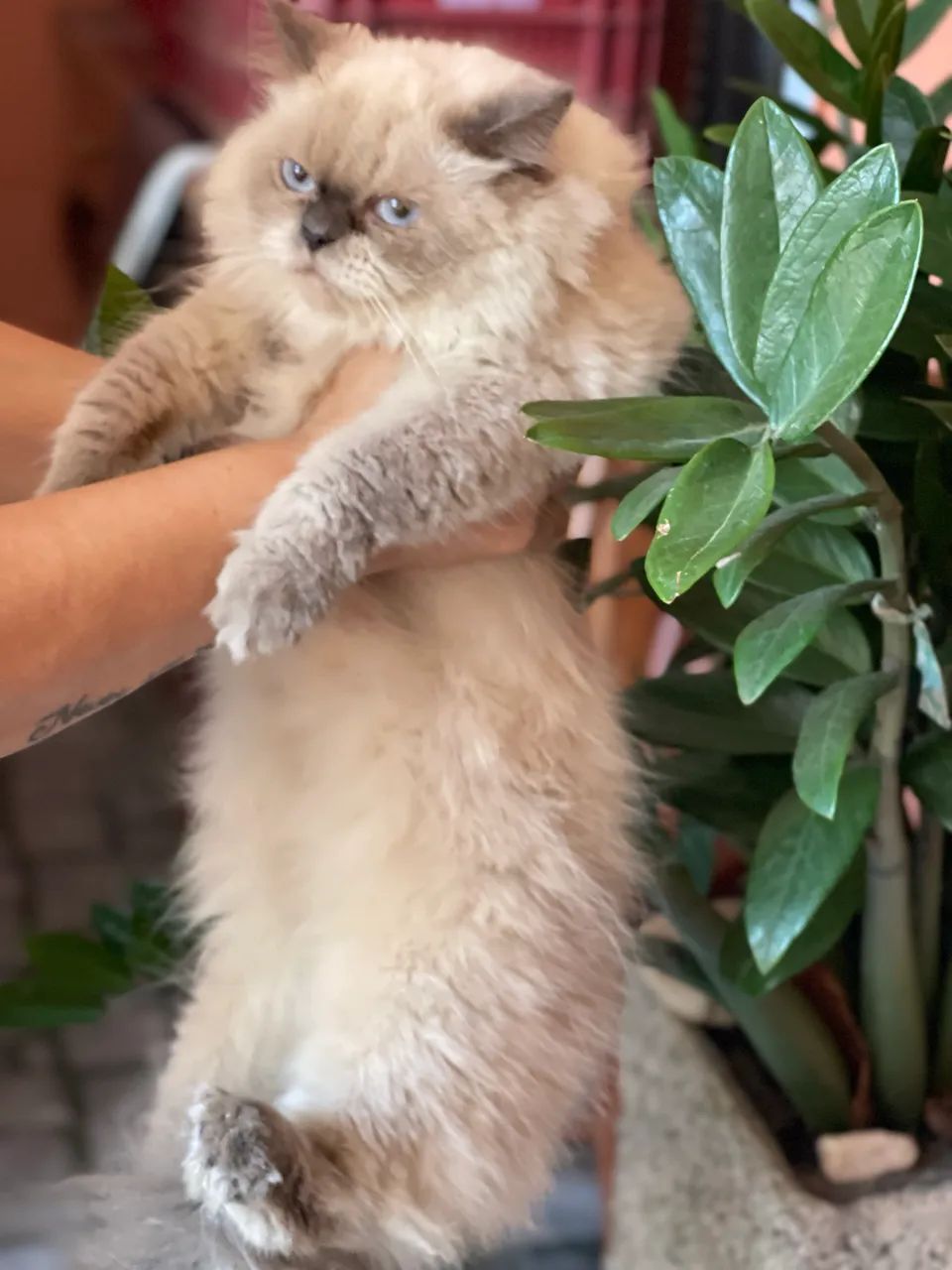 Gata persa  - Foto 2