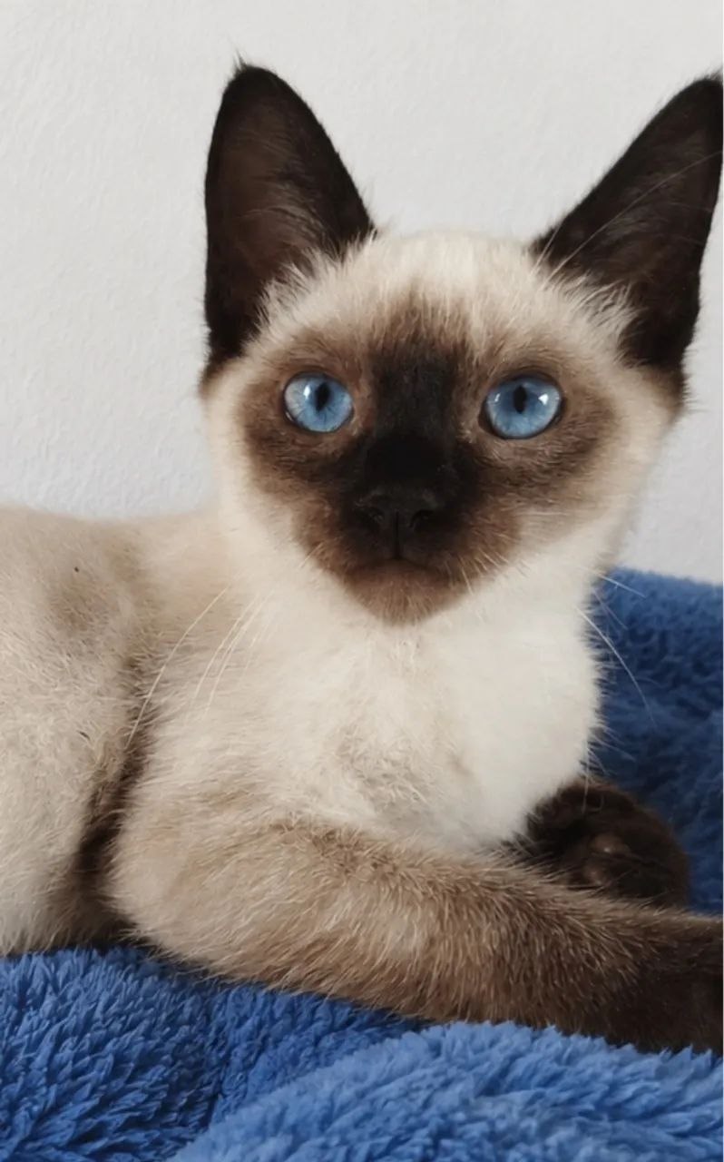 Gatinhos para adoção responsável 