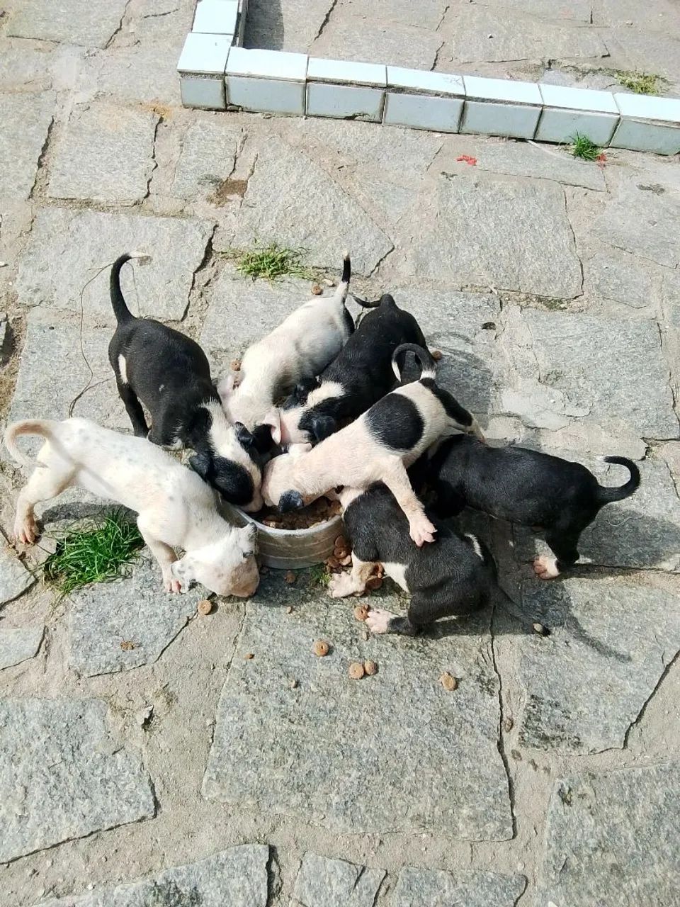 Filhote de Pit Bull 