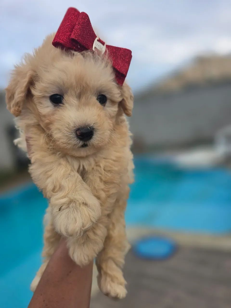 Poodle toyzinha linda feminha - Foto 5