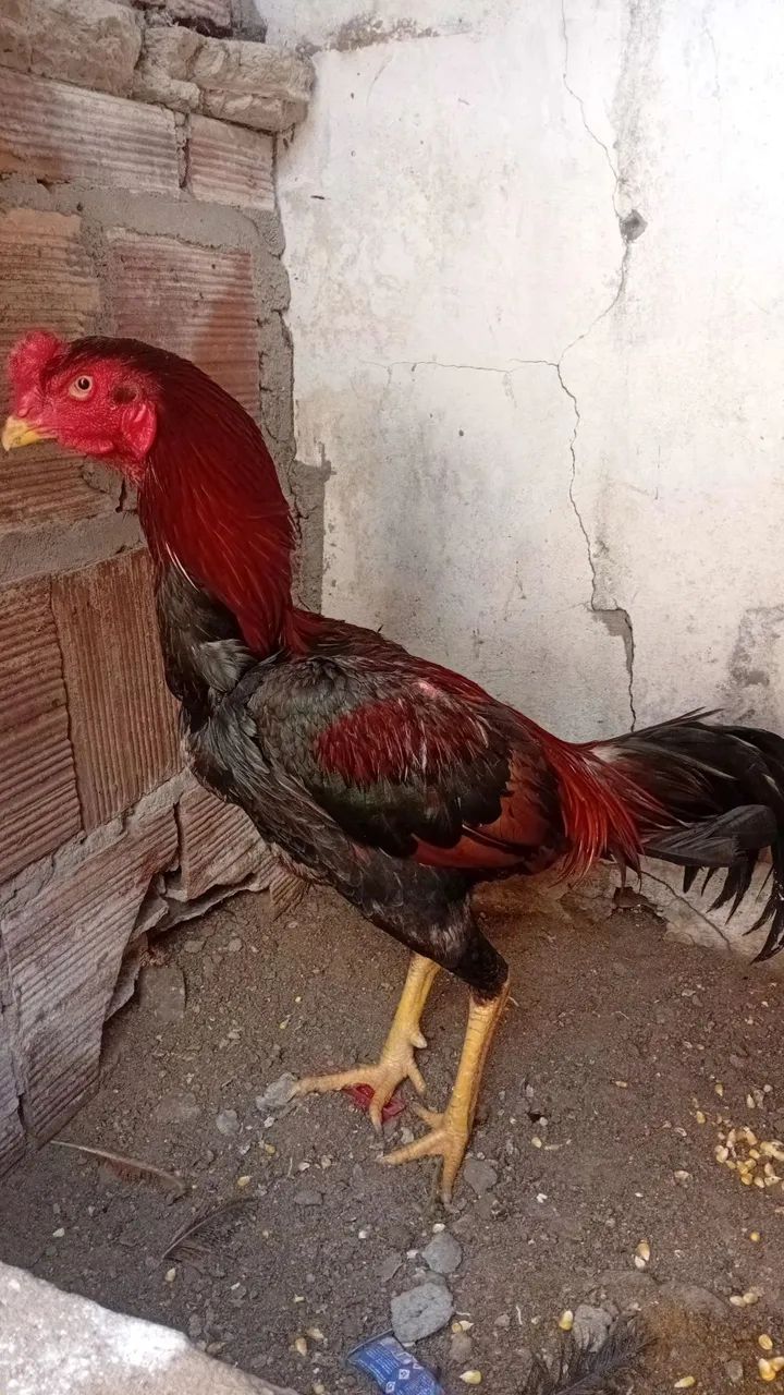 Animais  - Foto 5