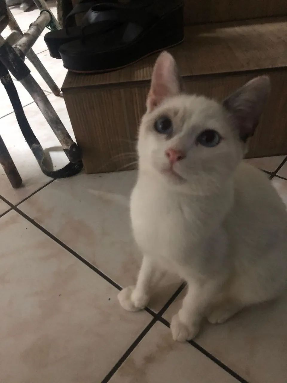 Gatinho para doação  - Foto 3