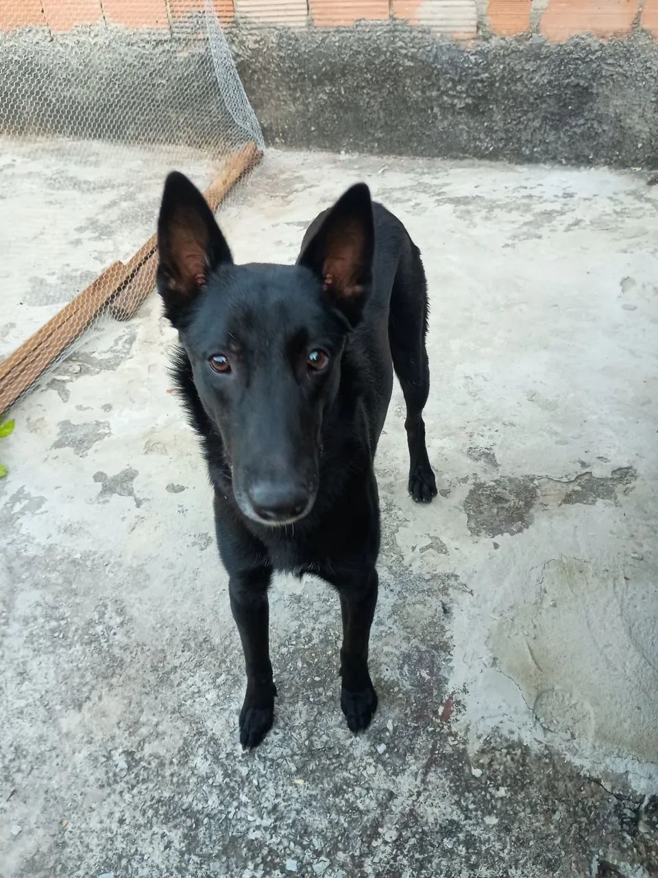 Doação  - Foto 2