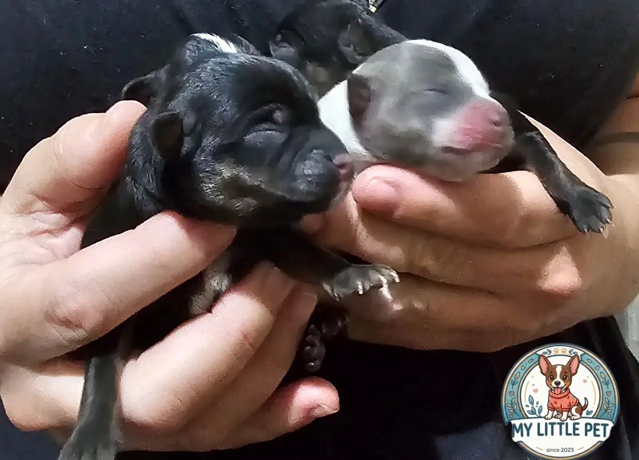 Pinscher filhotes  - Foto 2