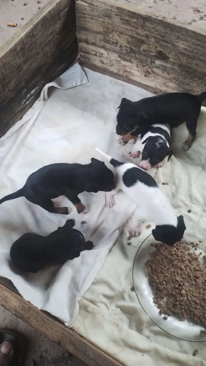 Pinscher 