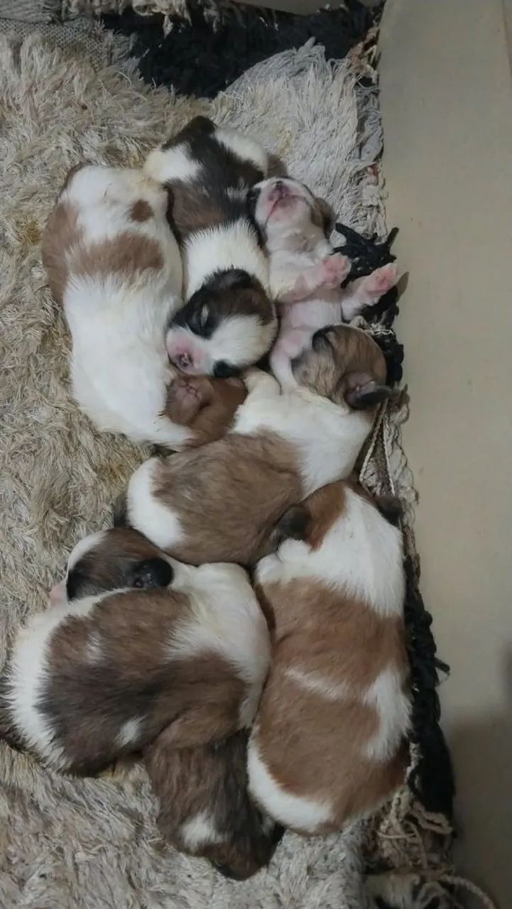 Shitzu macho e fêmea disponível  - Foto 2