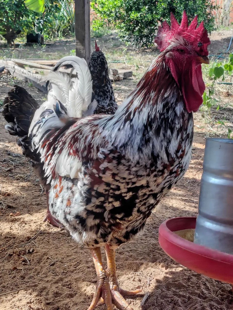 Galinha gsb