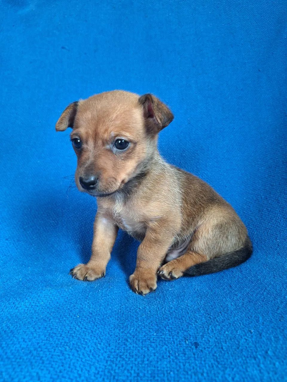 Vendo pinscher macho - Foto 3