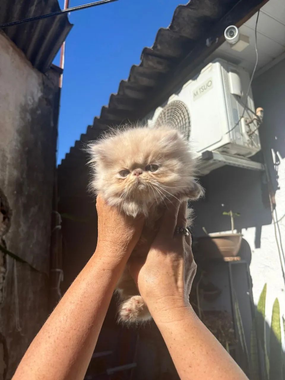 Gatos persas - Foto 4