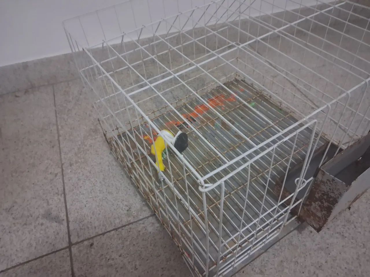 Gaiola para coelho