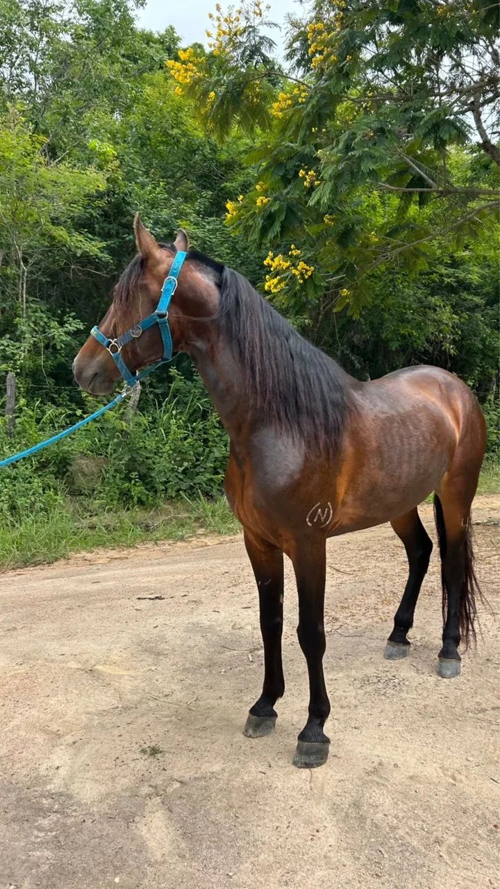 Manga Larga Marchador com registro. - Foto 4
