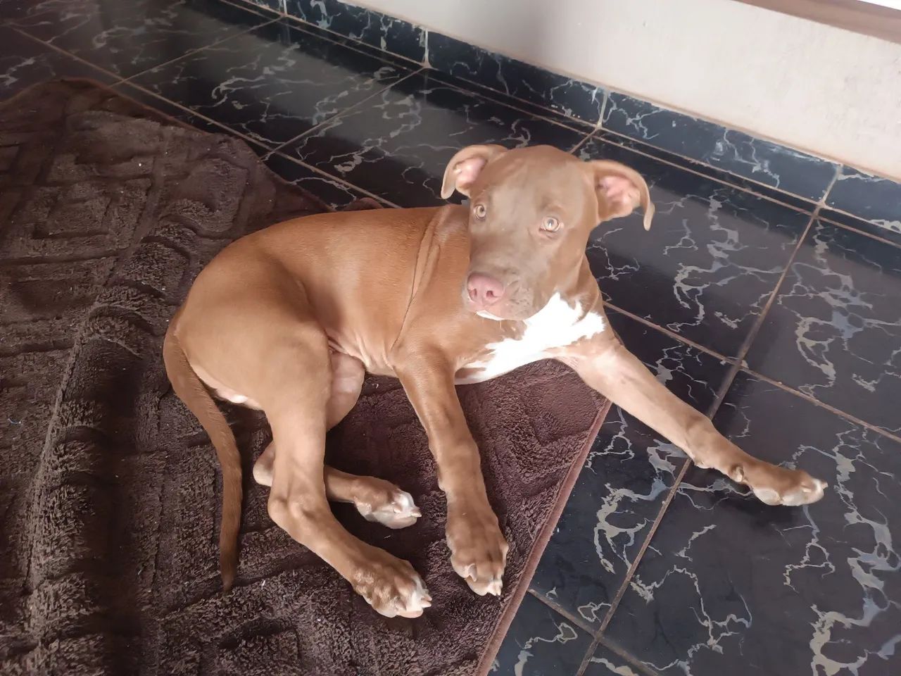 FILHOTE DE PITBULL COM PITMONSTER 