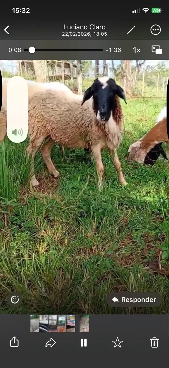 Carneiro macho  - Foto 2