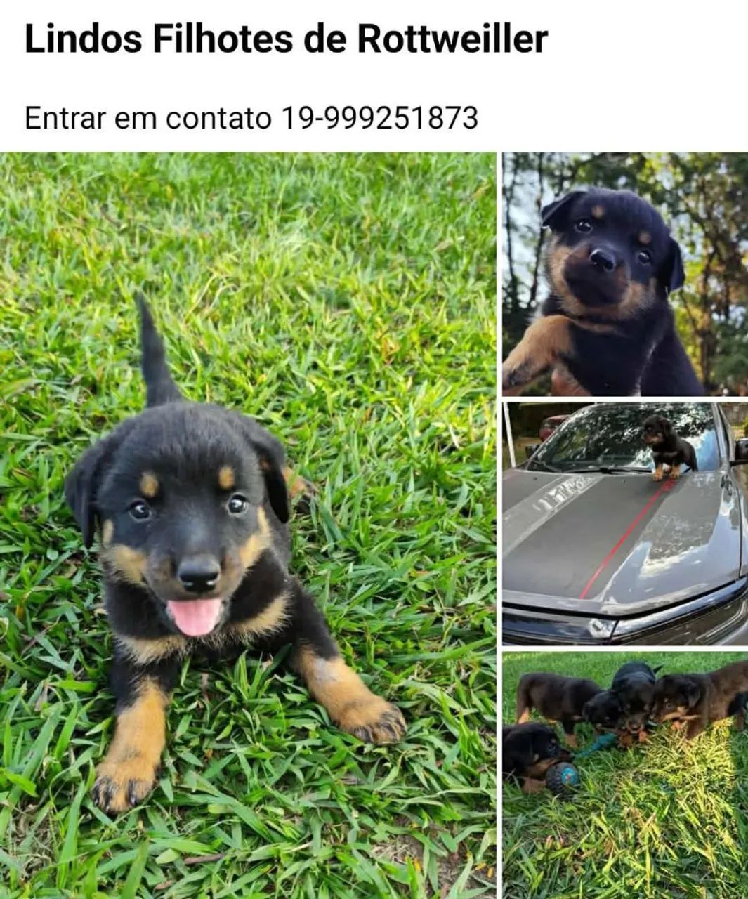 Filhotes de Rottweiler 