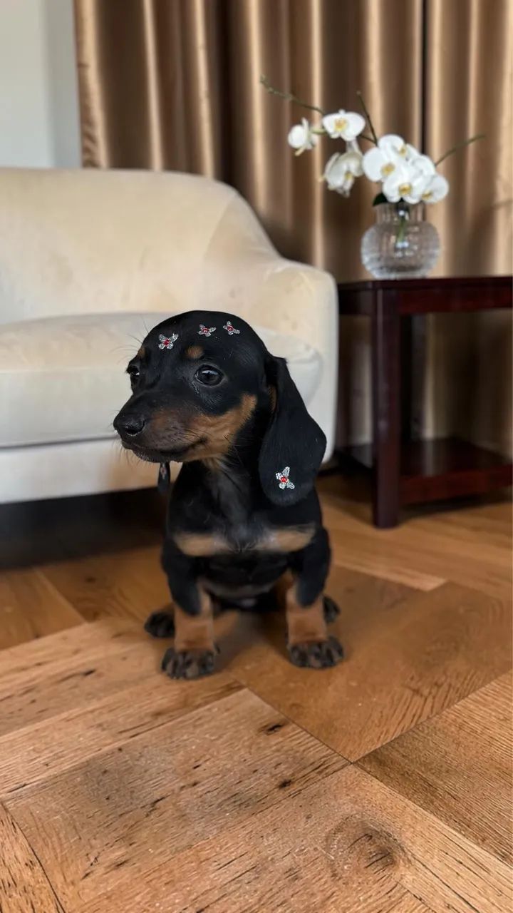 Fêmea de Daschund Mini - Foto 3