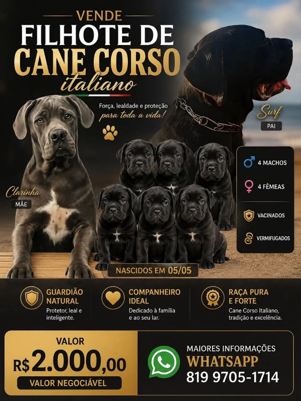 Cane corso italiano  - Foto 4