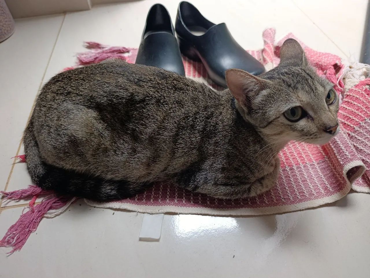 Doação dessa gatinha - Foto 4