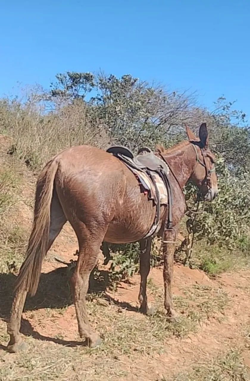 Mula