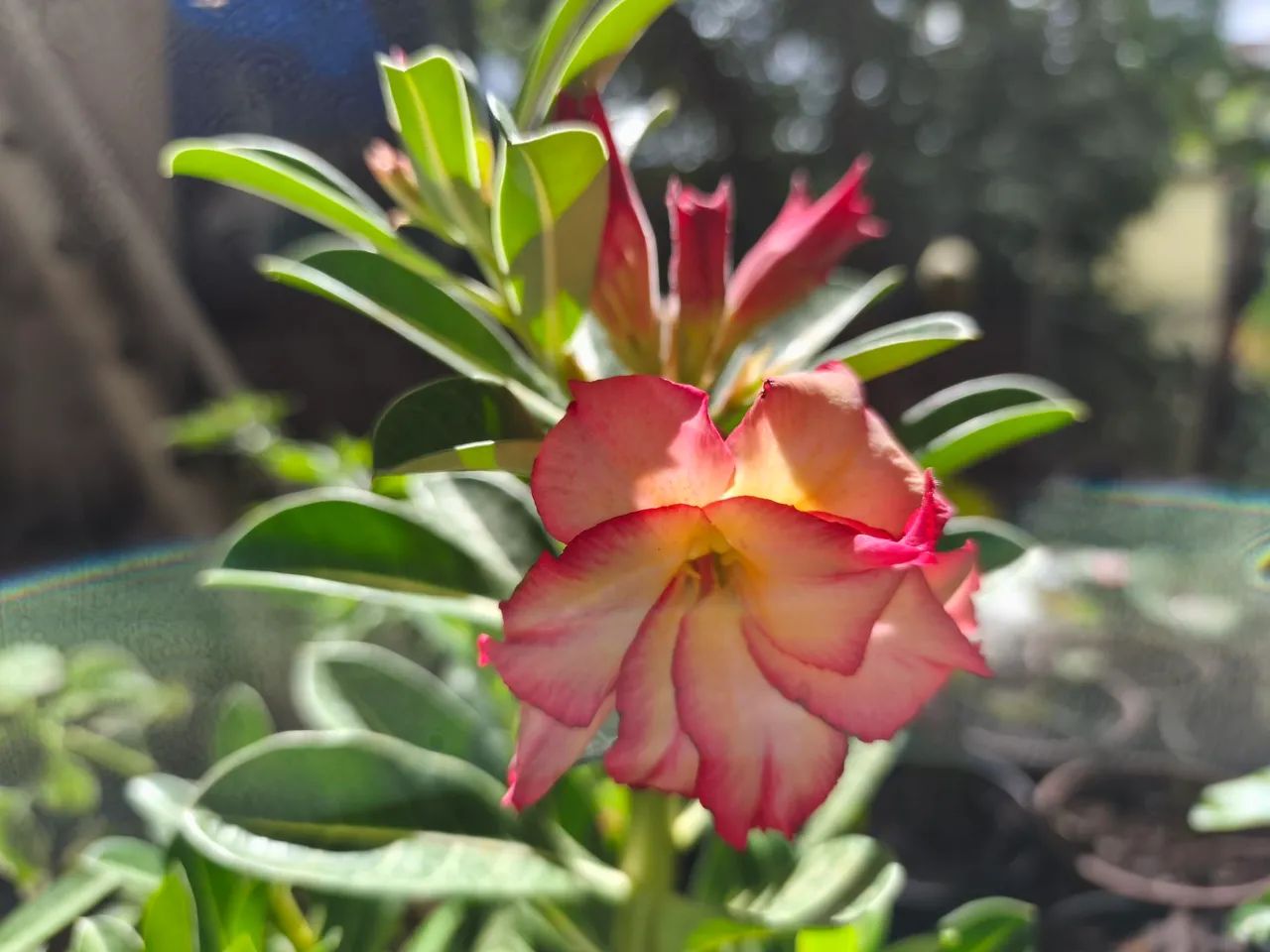 Rosas do deserto floridas - Foto 2