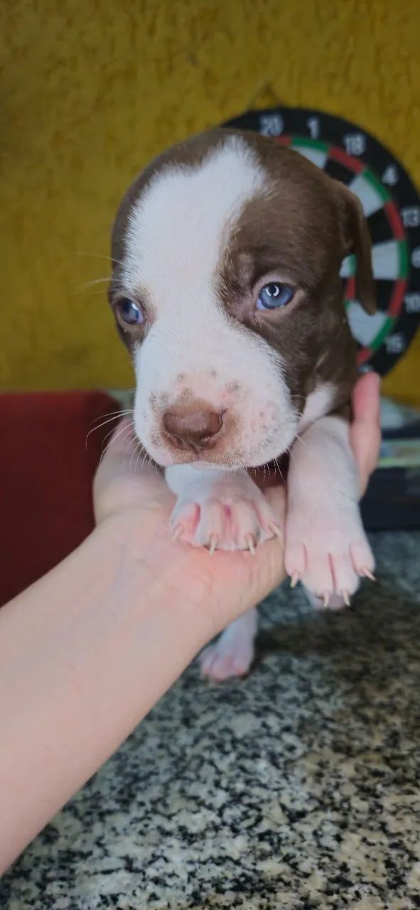 Filhotes de pitbull  - Foto 4