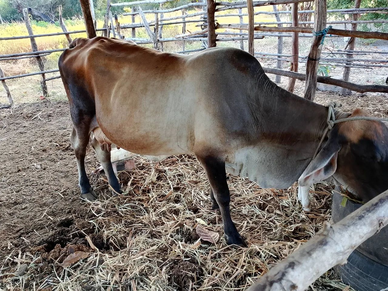 Vaca - Foto 2