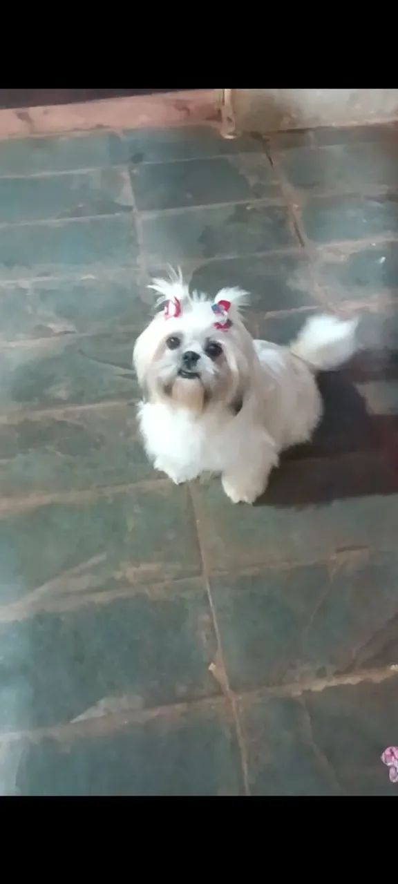 Cachorro shitzu - Foto 2