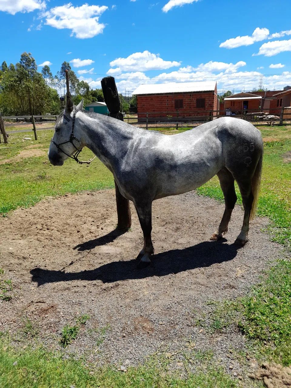 Egua crioula.  - Foto 3