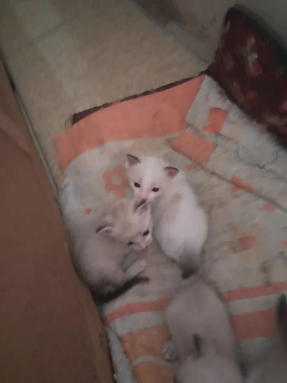 Gatinhos para doação  - Foto 2