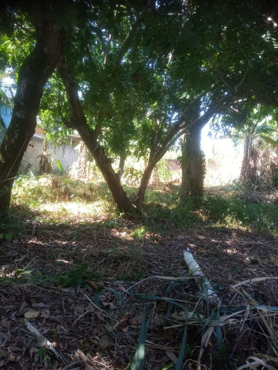 Foto - Itaboraí - Marambaia (Manilha)