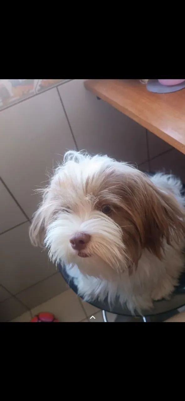 Vendo lhasa apso - Foto 2
