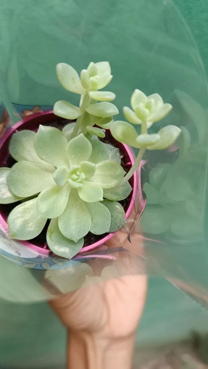 Suculentas plantas  - Foto 6