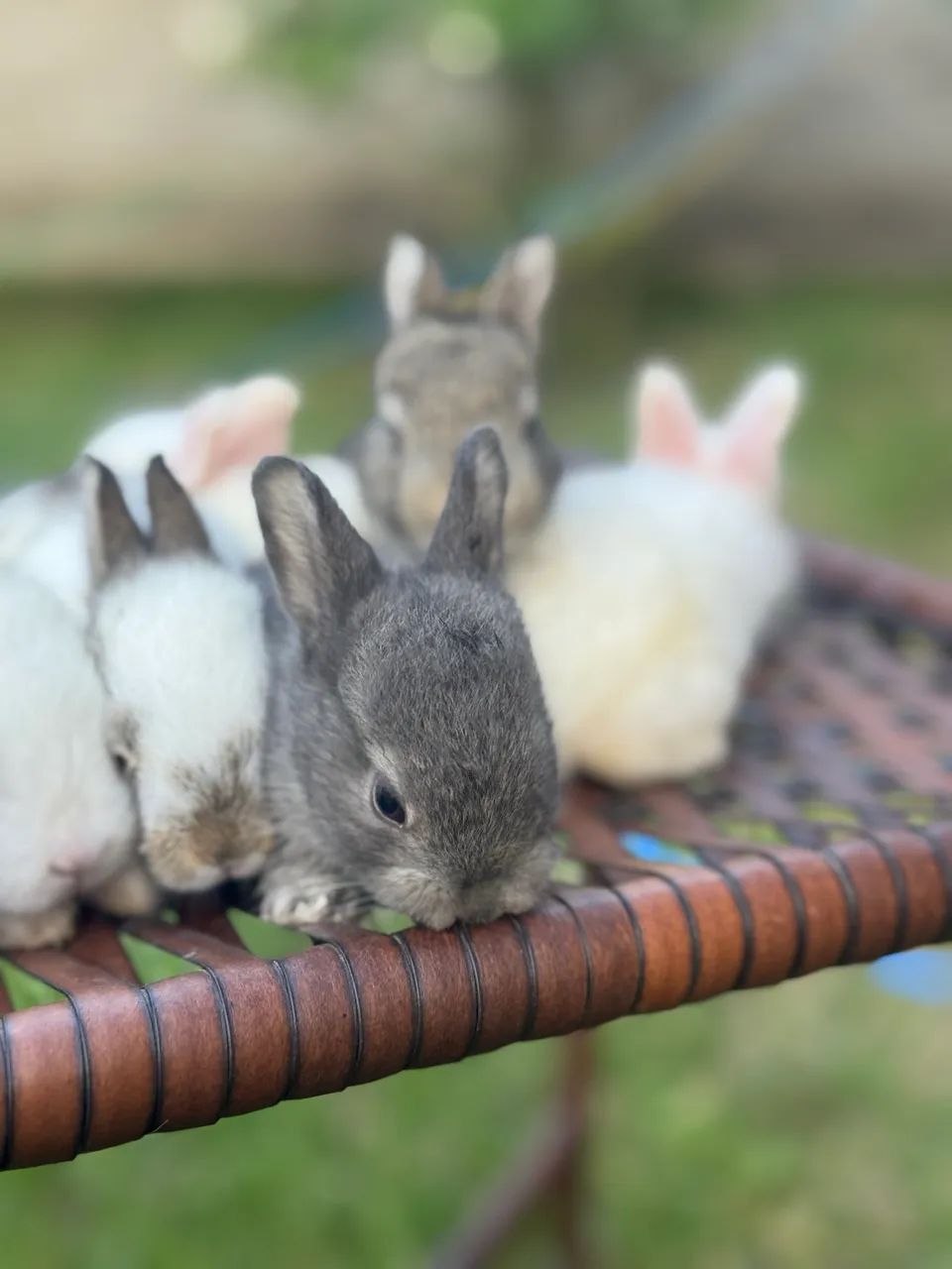 Filhotes de Coelhos  - Foto 5