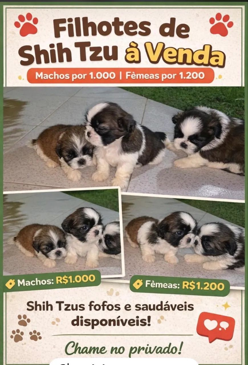 Vendo SHIH TZU