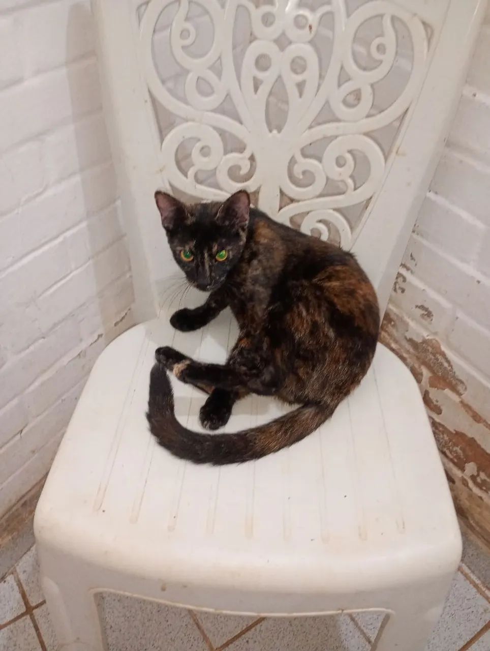 Gatinhas para adoção 