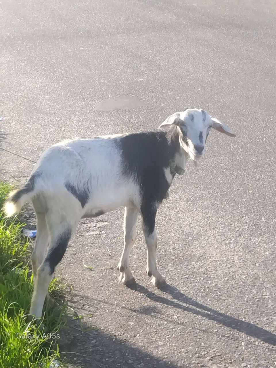 Bode cabrito - Foto 4