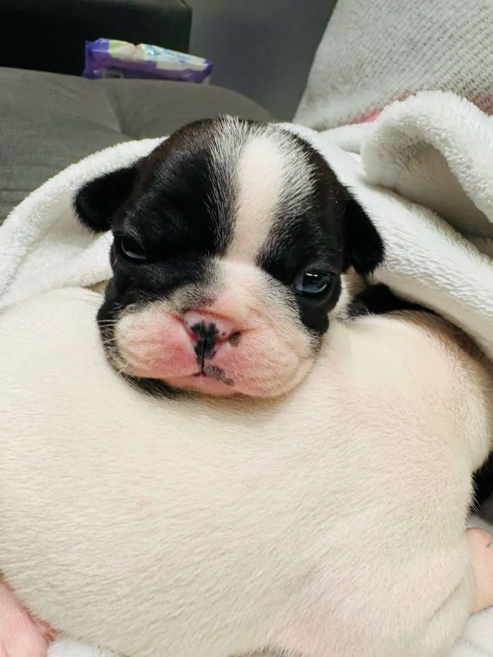Vendo filhote de buldogue francês  - Foto 2
