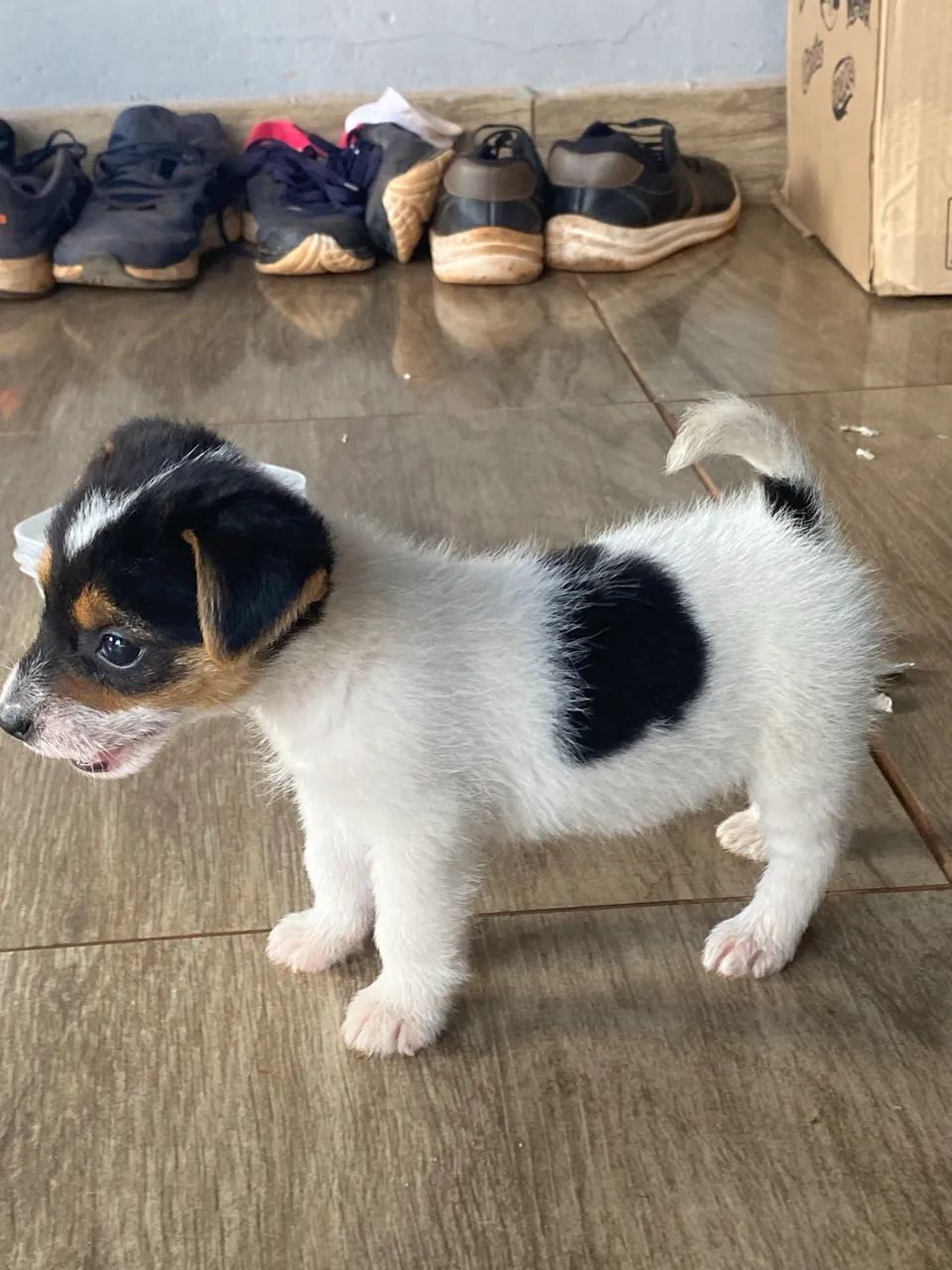 Jack russel  - Foto 2
