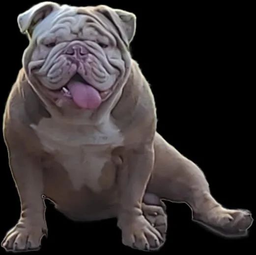BULDOG INGLÊS CRUZA
