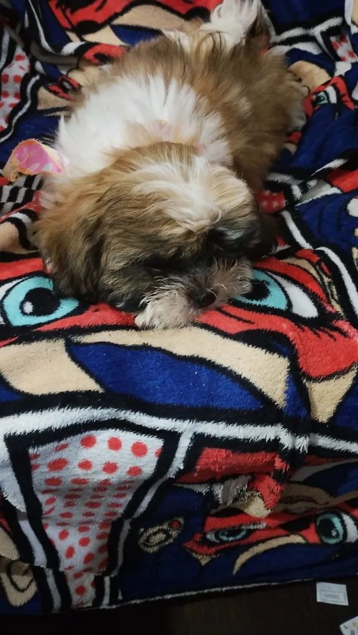 Filhotes fêmea de shihtzu  - Foto 2