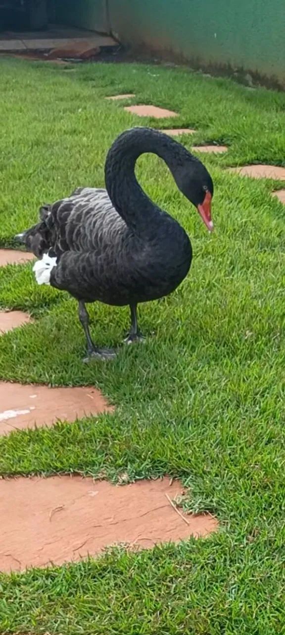 Cisne Negro  - Foto 4