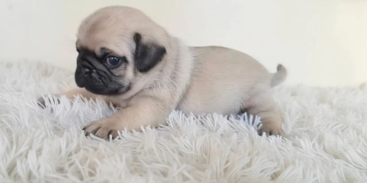 Pug - Foto 3