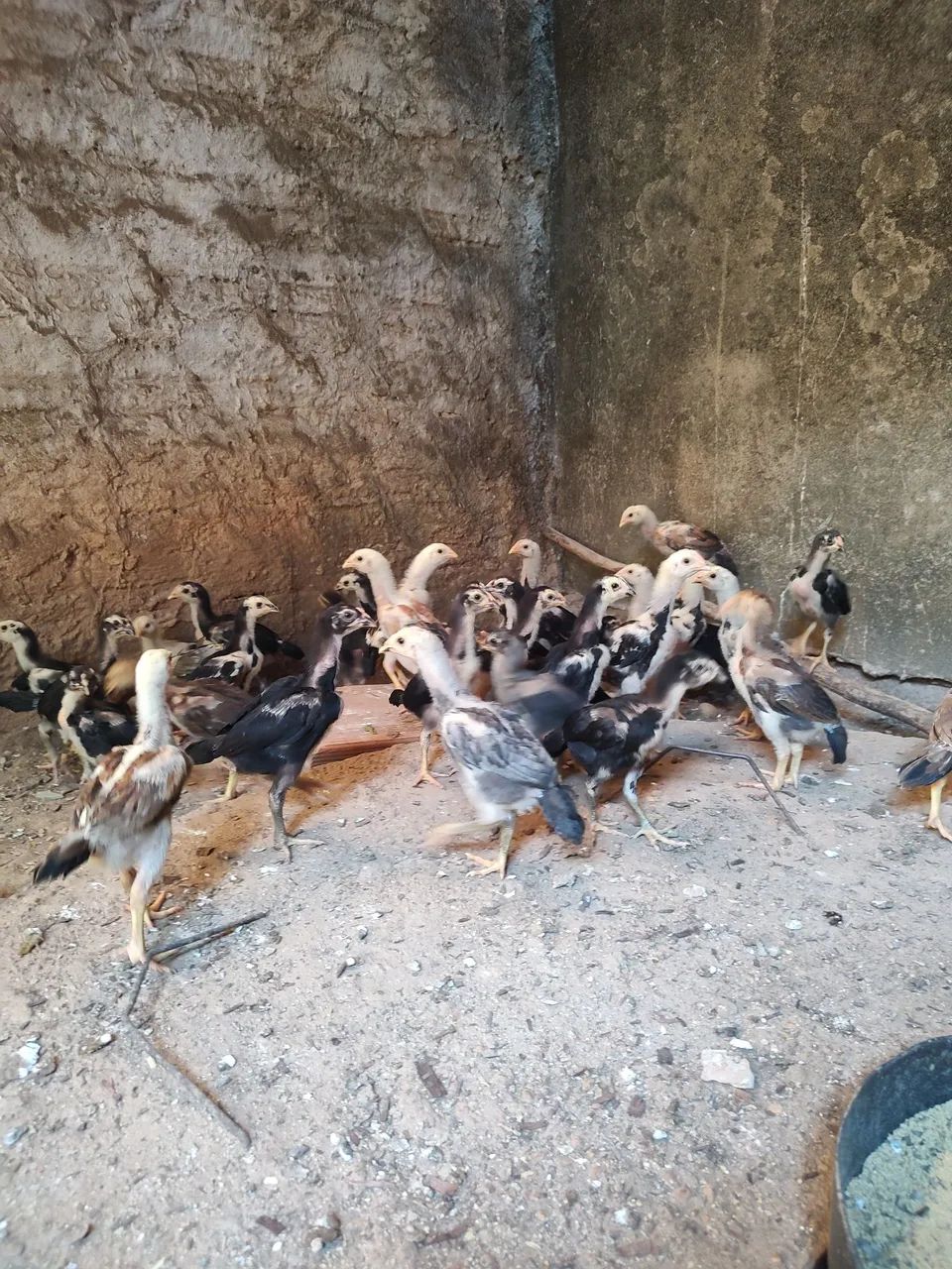 Franguinhos de 70 dias - Foto 4